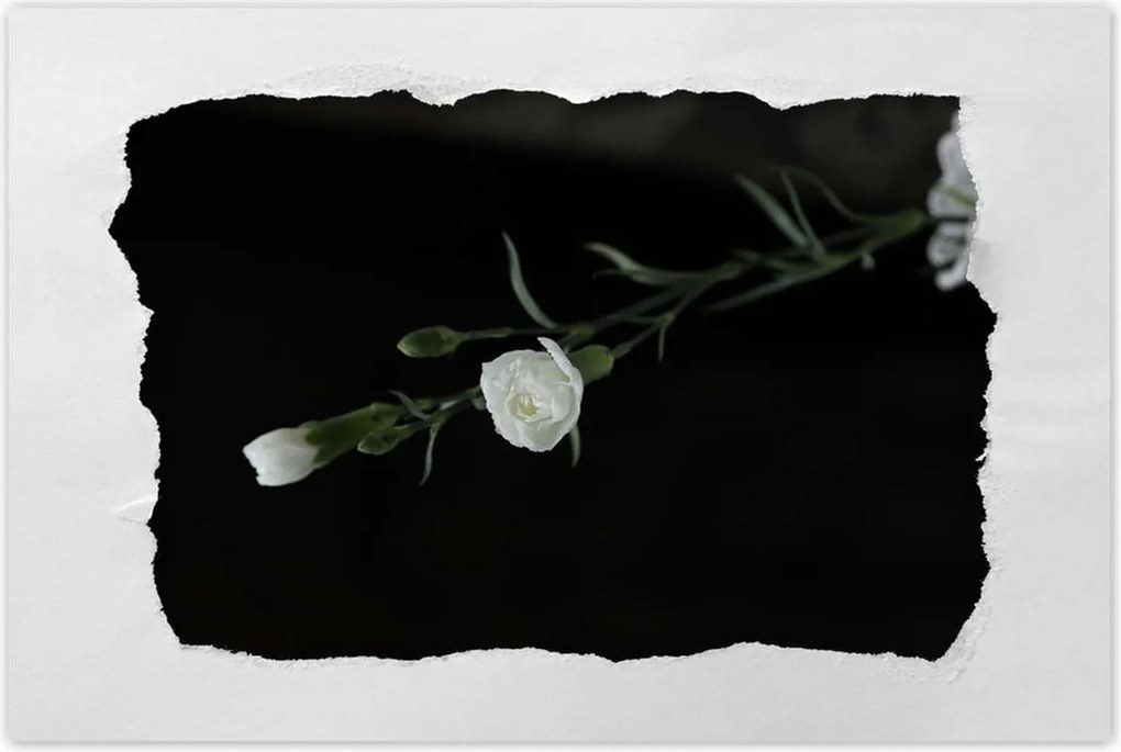 Poszterek 120x80 Fehér szegfű virágok