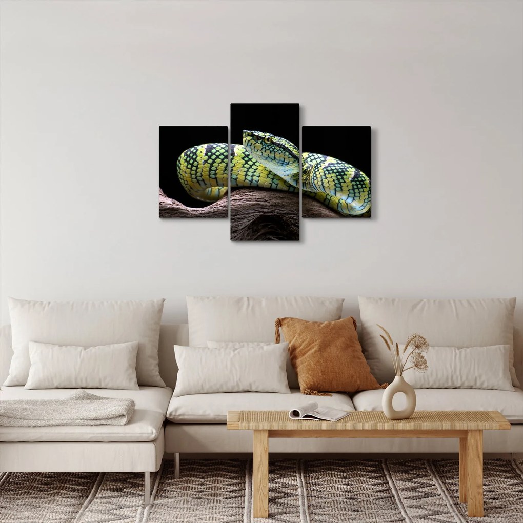 Kép - Wagler csörgőkígyó (90x60 cm)