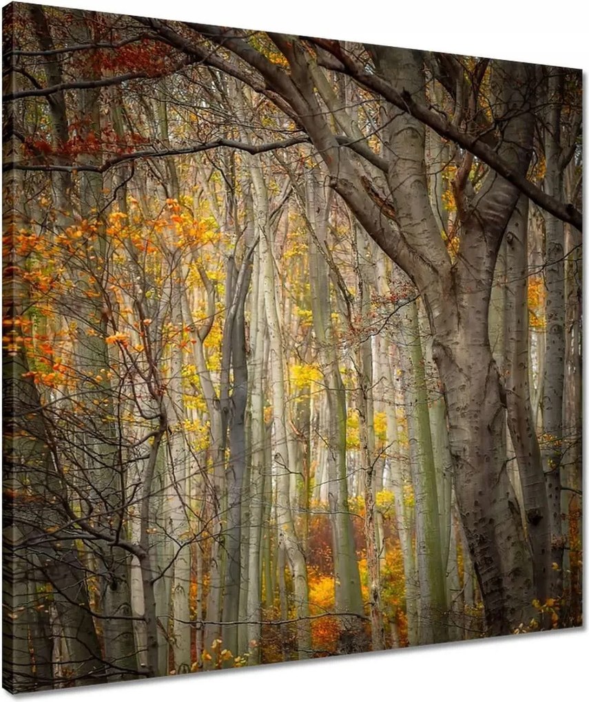 Vászonkép 50x50 Tájkép Látvány