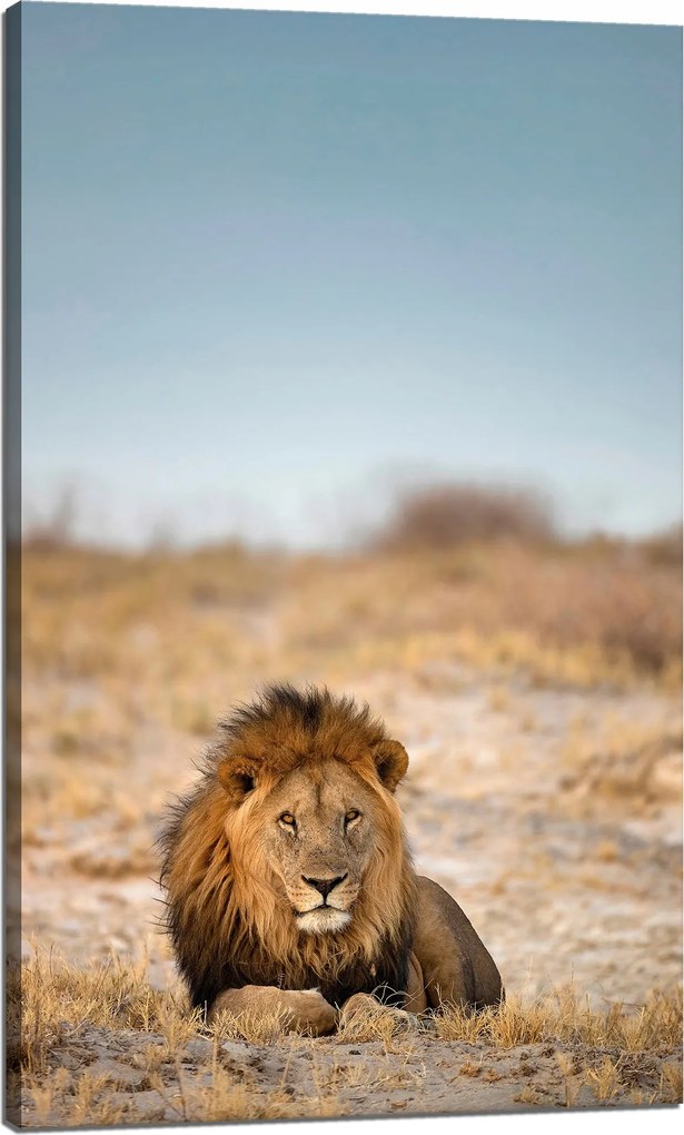 Vászonkép Oroszlán a szavannán Természet 60x100 cm