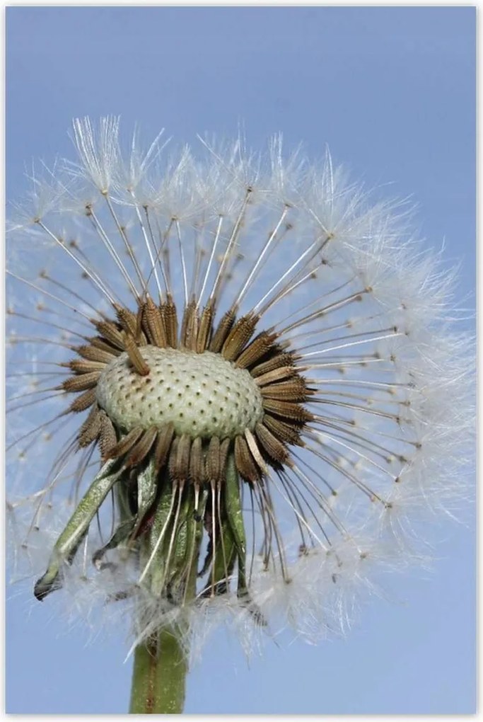 Poszterek 80x120 Pitypang Virág Virágok