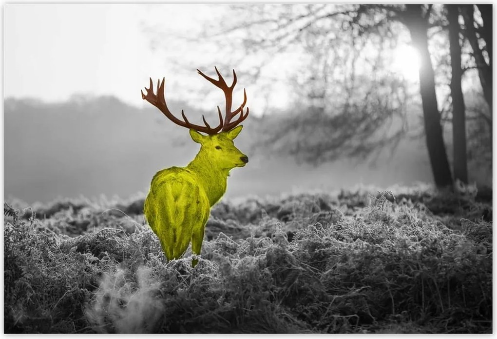 Poszterek 155x105 Sárga szarvas Erdő Tájkép