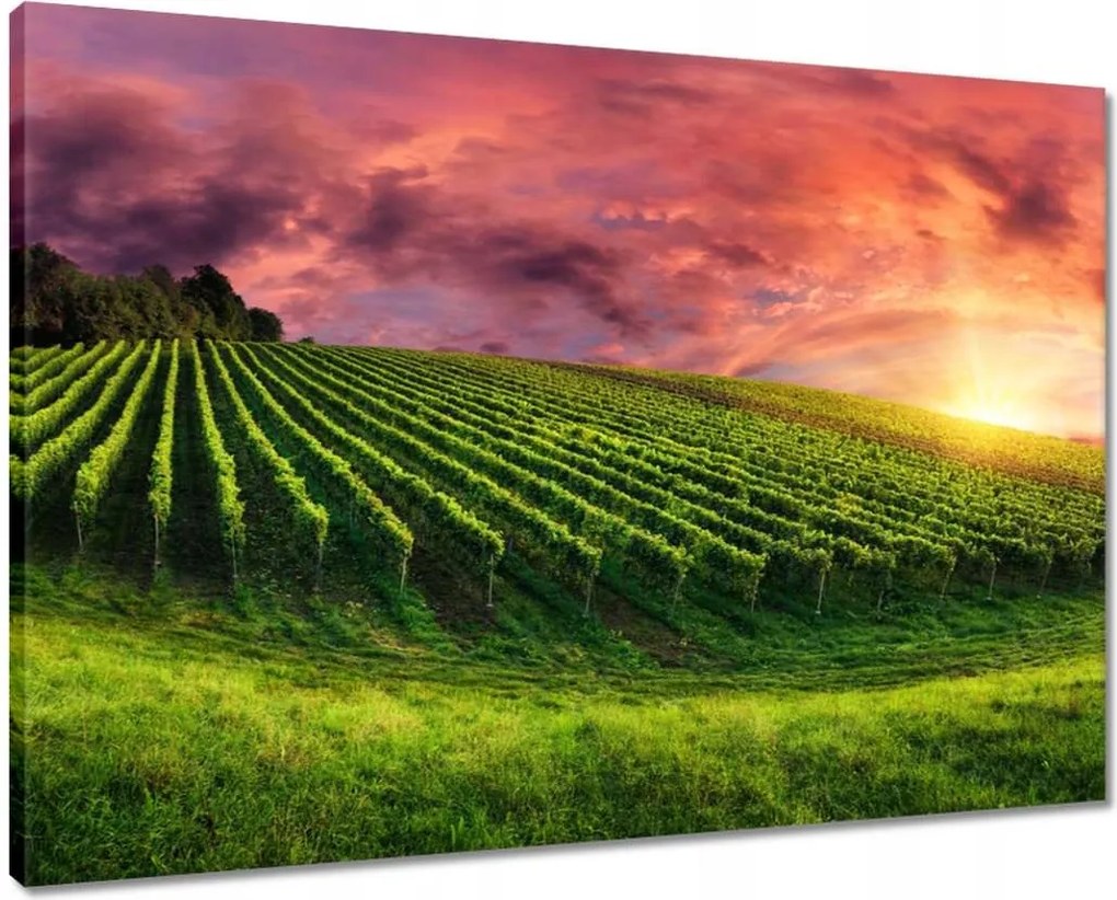 Vászonkép 70x50 Szőlőbirtok Tájkép