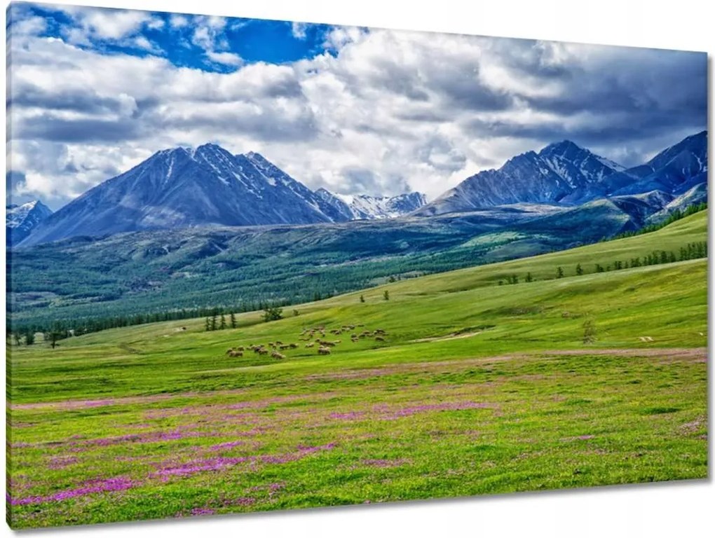 Vászonkép 120x80 Juh legeltetés Bárányok