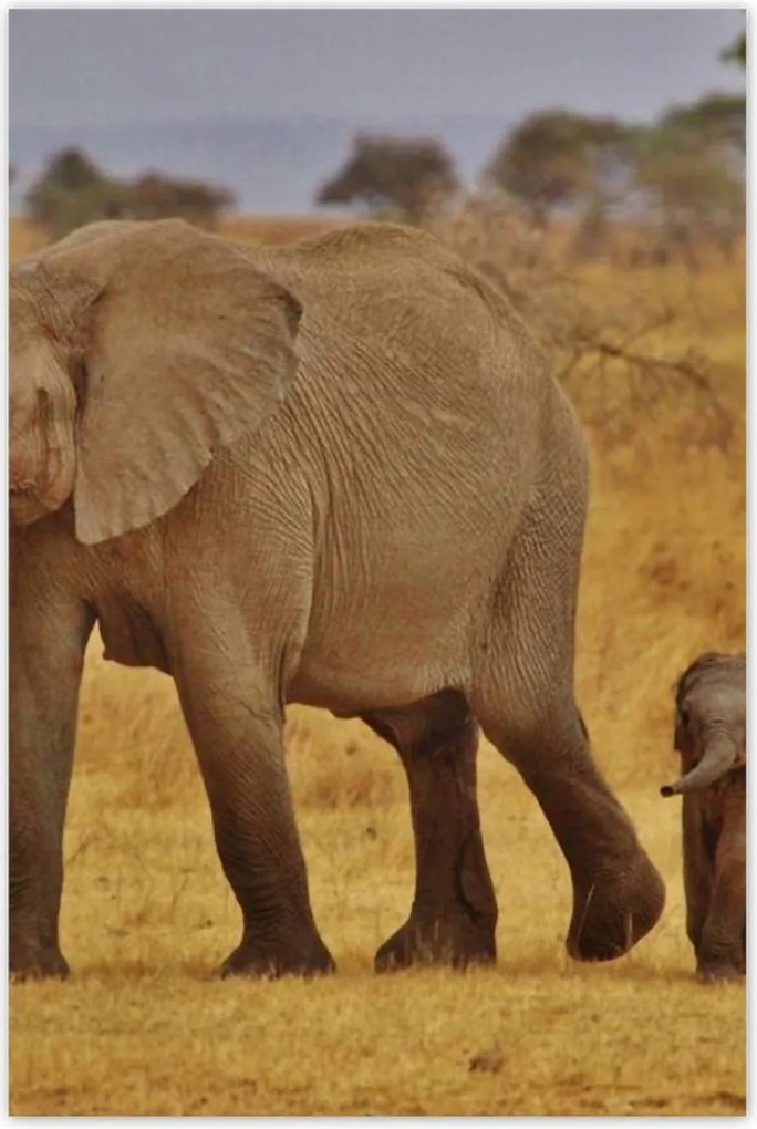 Poszterek 80x120 Elefánt az anyjával