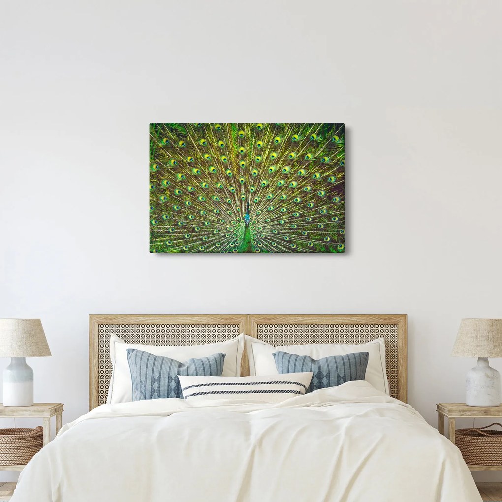 Kép - Páva (90x60 cm)