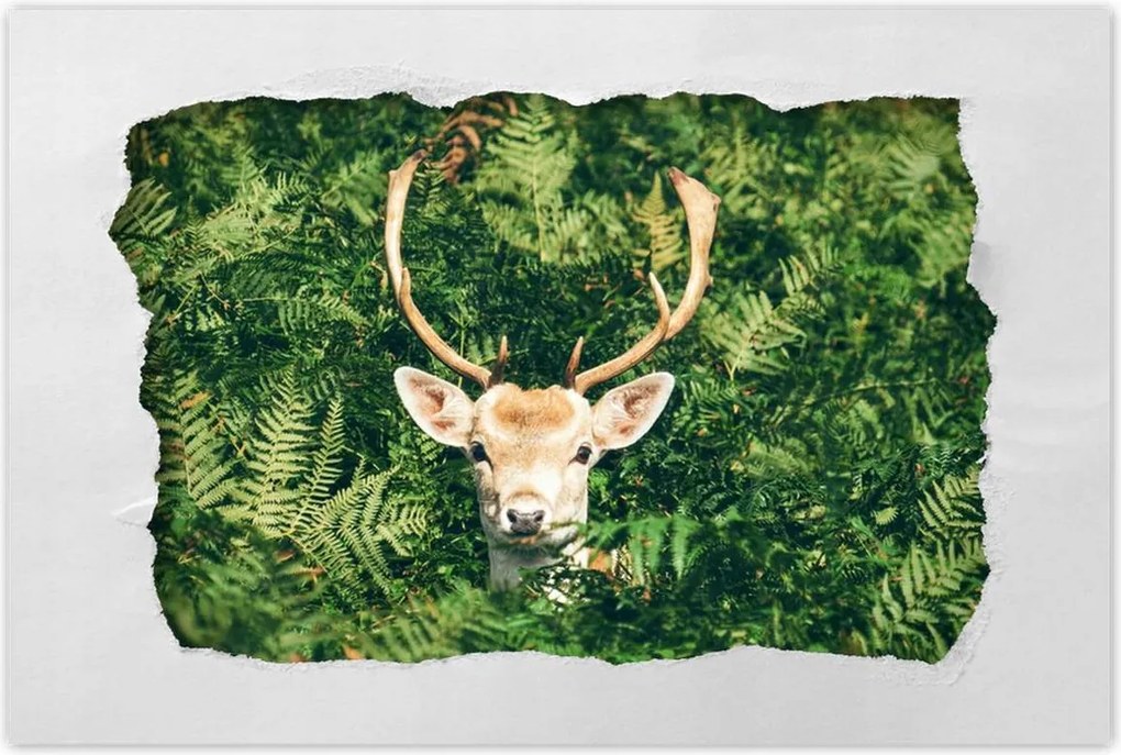 Poszterek 90x60 Szarvas felszarvazott