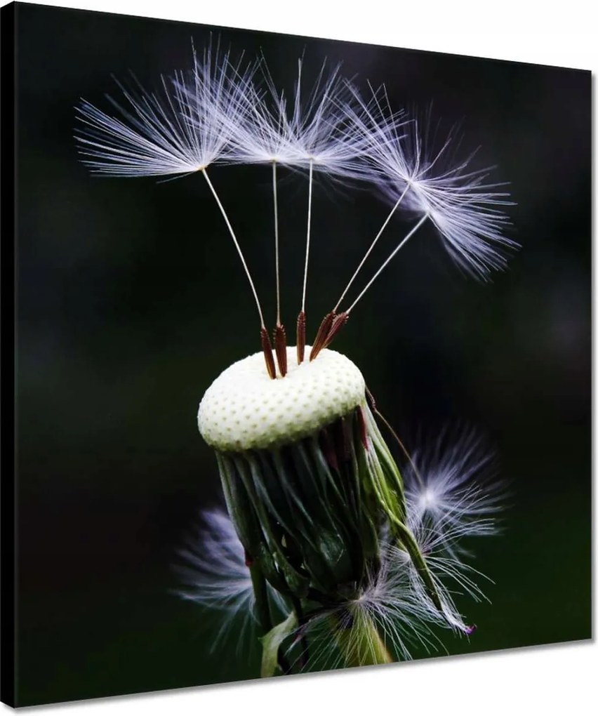 Vászonkép 40x40 Pitypang Virág Virágok