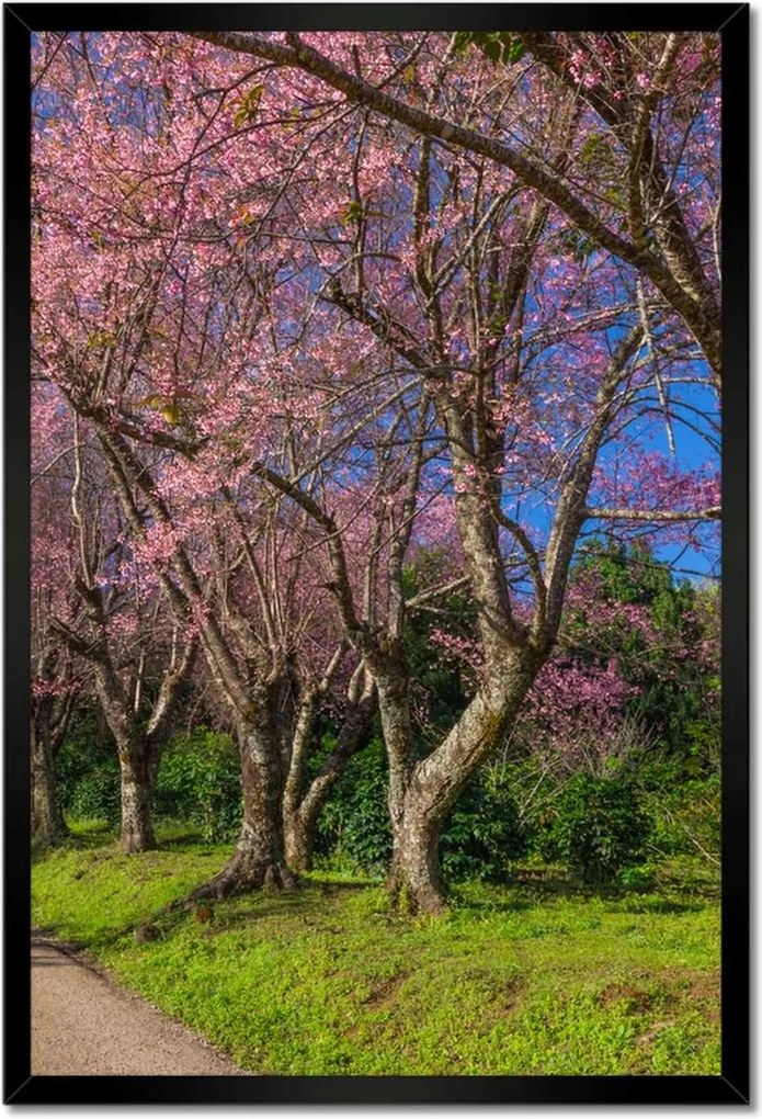 Poszterek keretben 40x60 Virágzó cseresznye