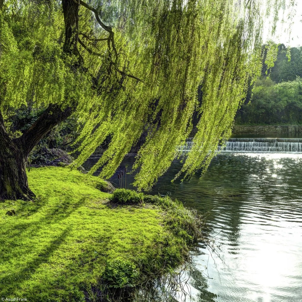 Poszter 20x20cm Fa a folyóparton, Assaf Frank