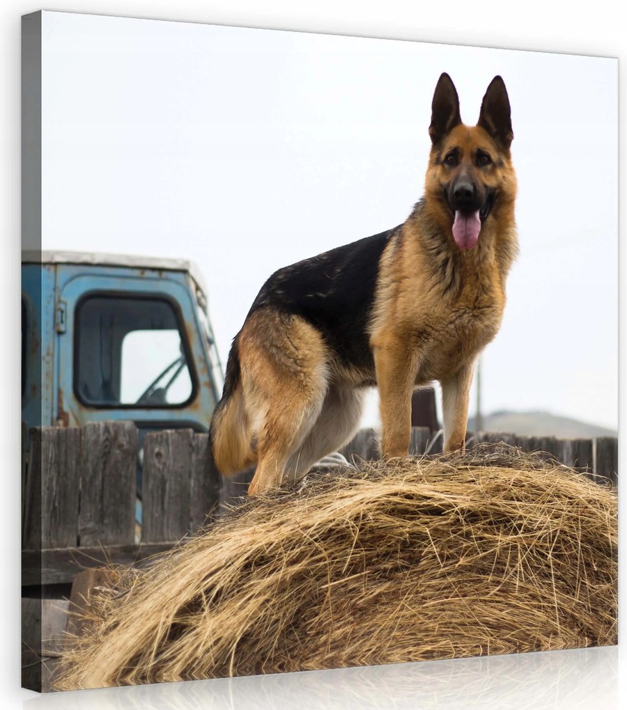 Vászonkép 40x40 Német juhászkutya széna vidéki nyugalom hűség