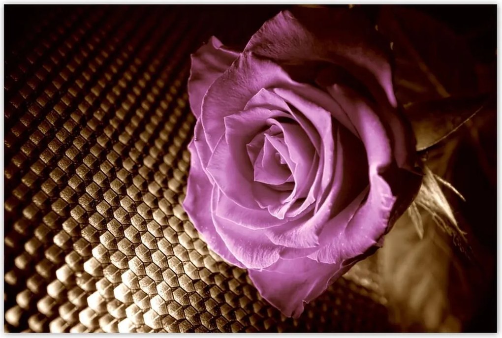 Poszterek 120x80 Rózsa Lila és szépia