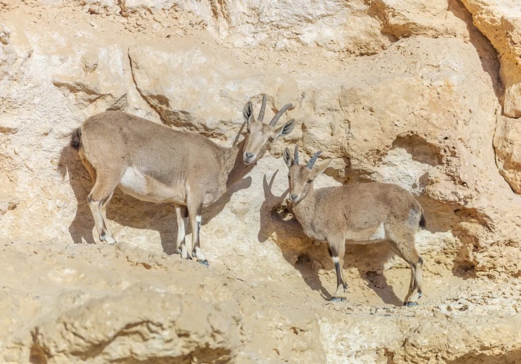 Poszter 66,5x46,5cm Núbiai ibexek, Assaf Frank