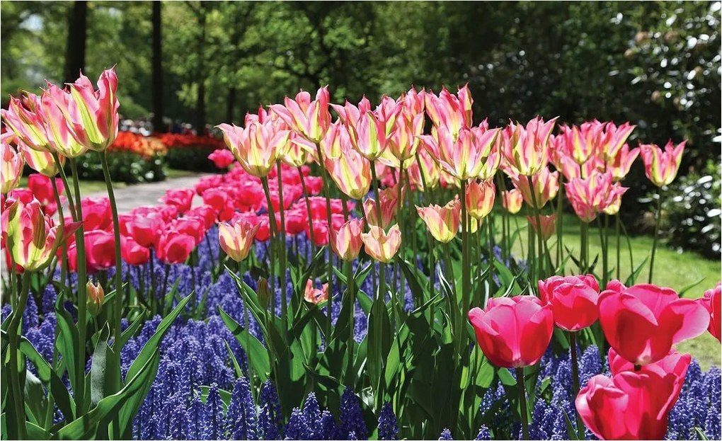 Flizelin fotótapéta Tulipánok és zafír tavaszi virágágyás 368x254 +ragasztó