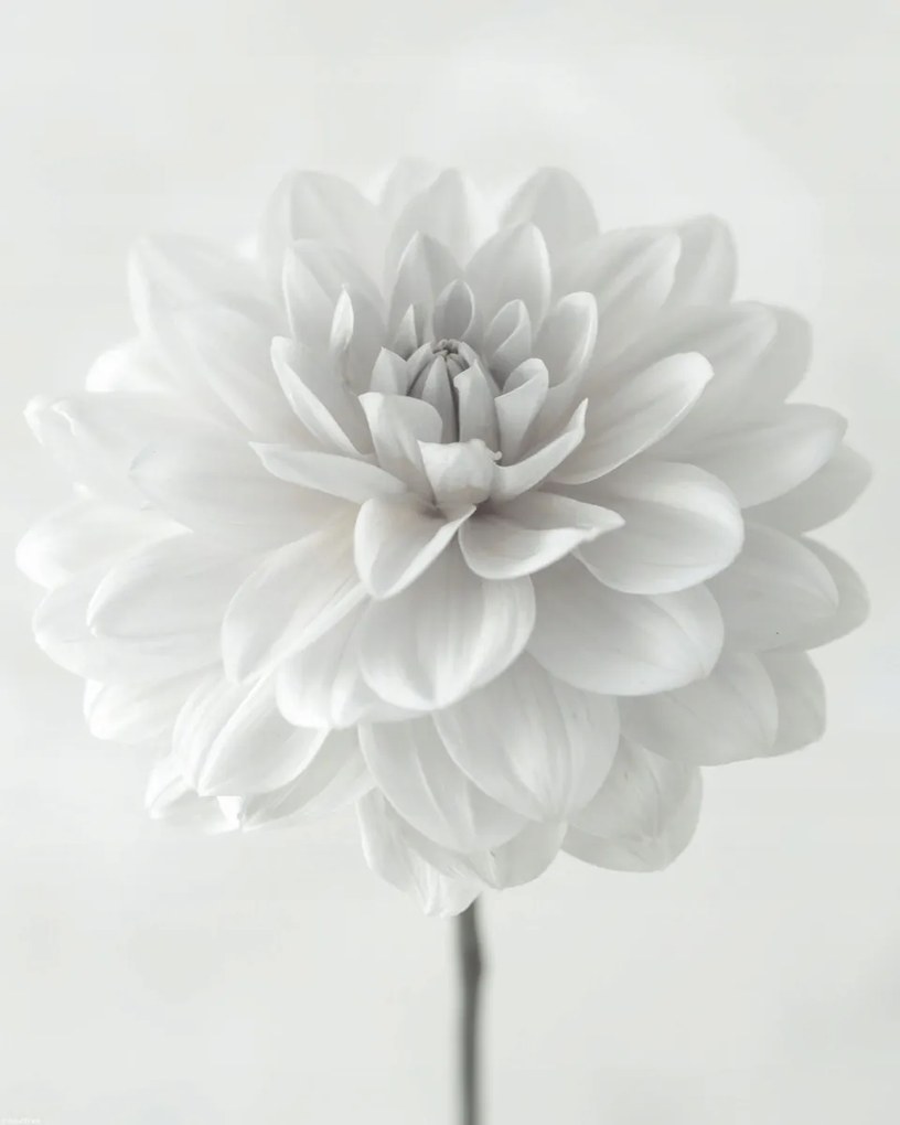 Poszter 40x50cm Dália virág fehér alapon, Assaf Frank