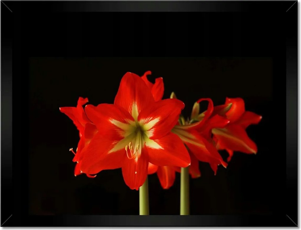 Poszterek keretben 40x30 Amarillisz