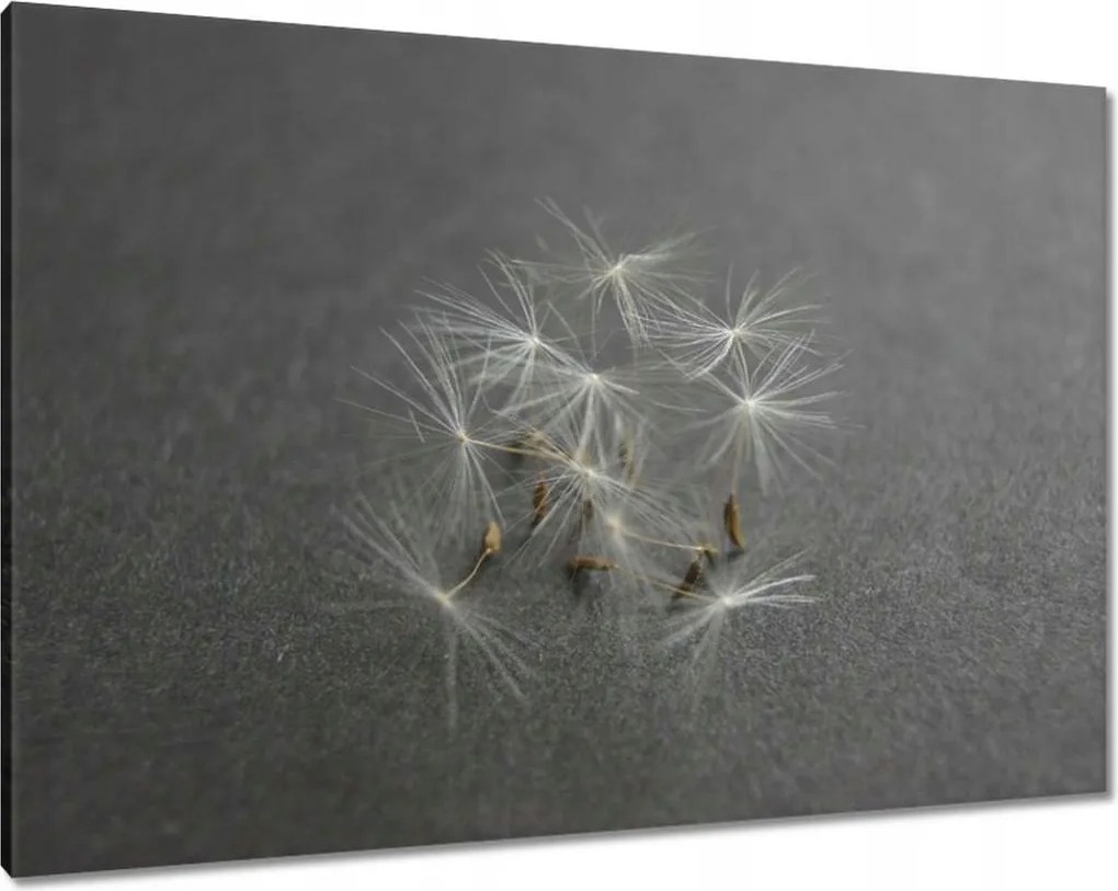 Vászonkép 100x70 Pitypang Virág Virágok