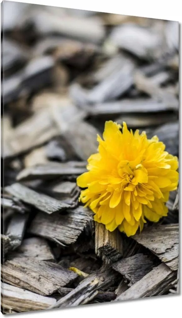 Vászonkép 80x120 Tej a faaprítékon