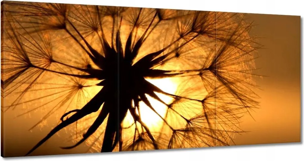 Vászonkép 120x60 Pitypang Virág Virágok