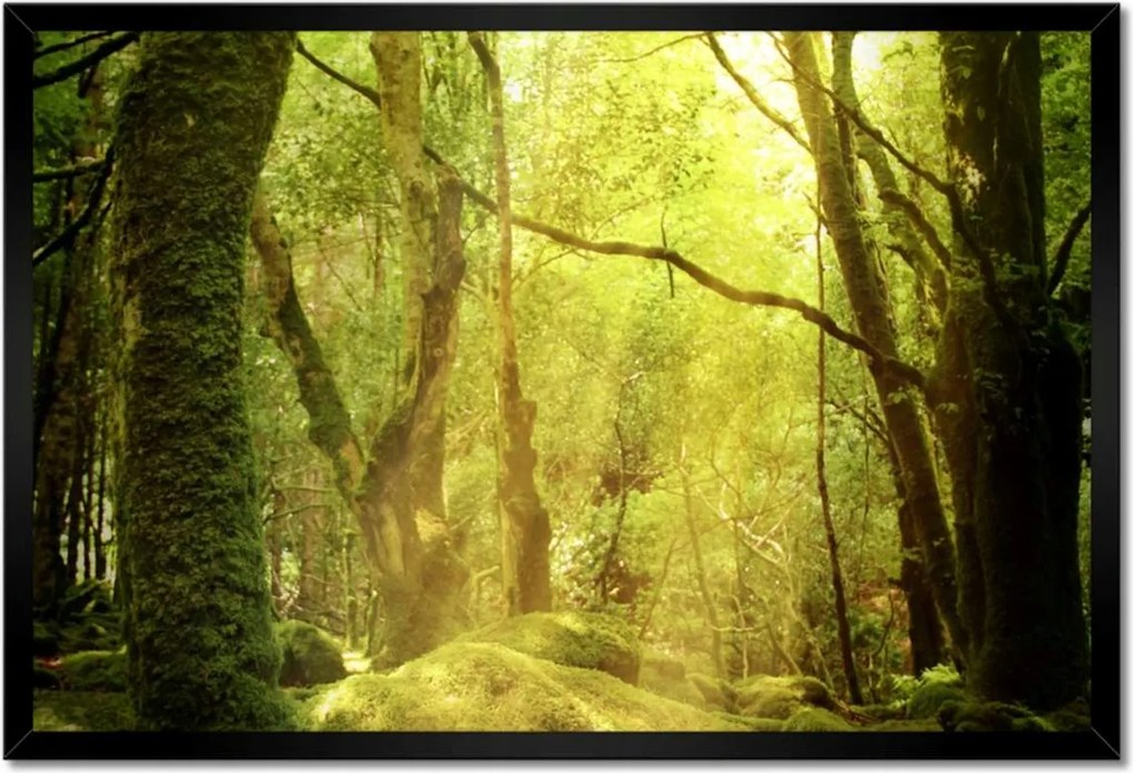 Poszterek keretben 60x40 Varázslatos erdő Tájkép