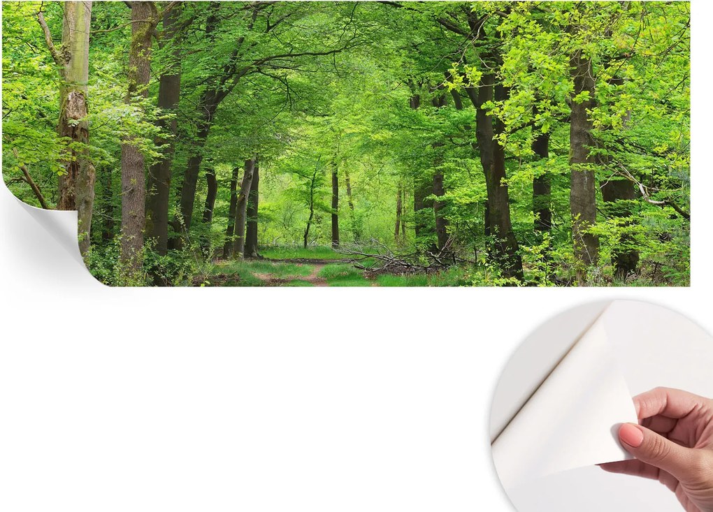 Öntapadós tapéta Divatos 3D fali ragasztóval Erdei ösvény 250x104 cm