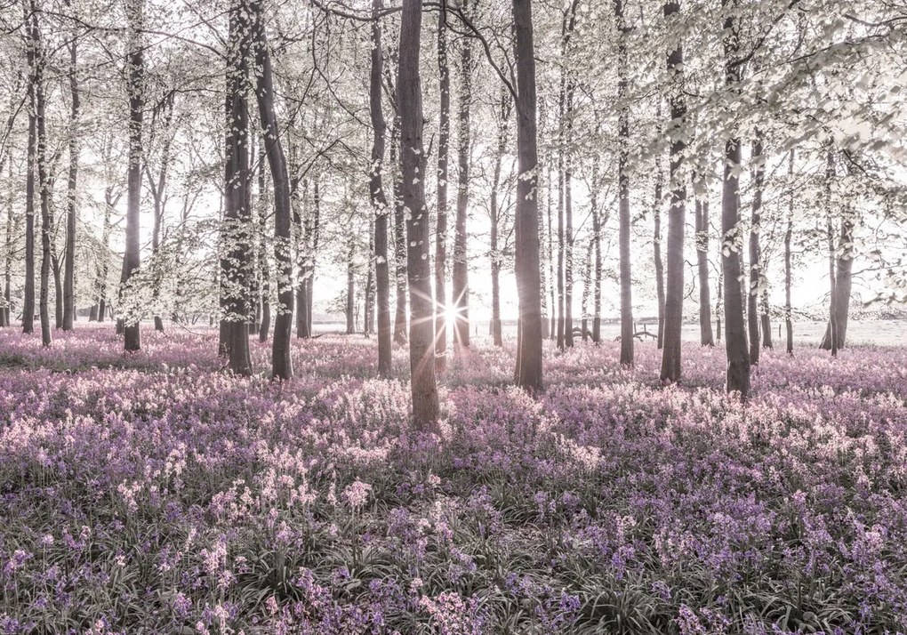 Poszter 100x70cm Bluebell erdő tavasszal naplementekor, Assaf Frank