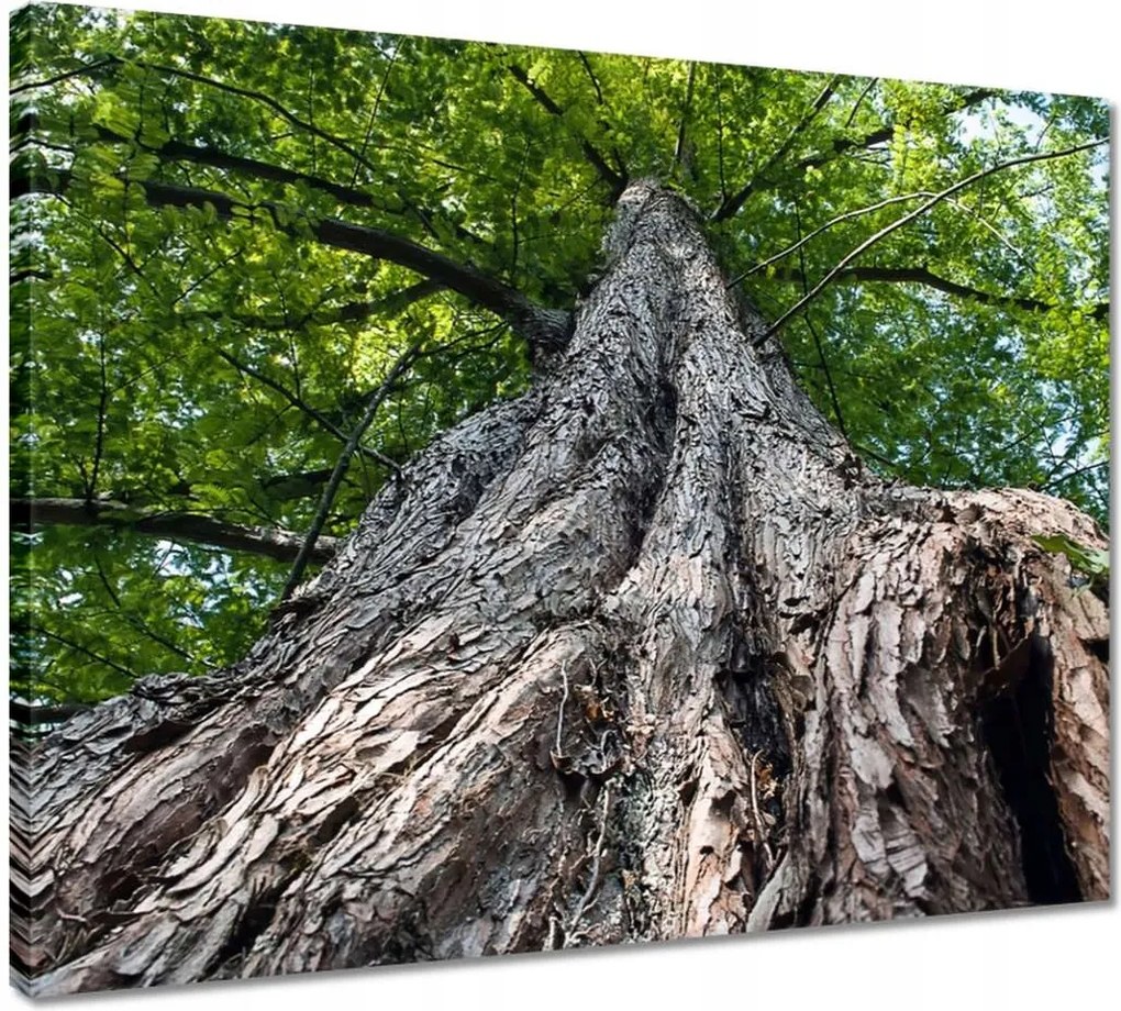 Vászonkép 50x40 Fa Fák Kilátás