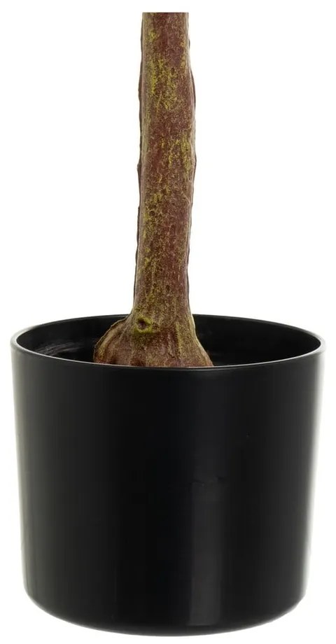 Művirág Eucalyptus – Casa Selección