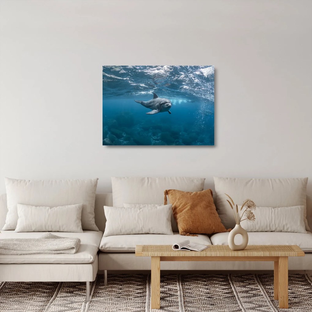 Kép - Delfin a felszín alatt (üvegen) (70x50 cm)