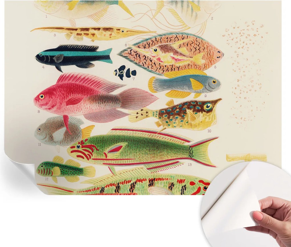 Öntapadós Dekoratív Fotótapéta Hálószobába Színes halak 312x219 cm