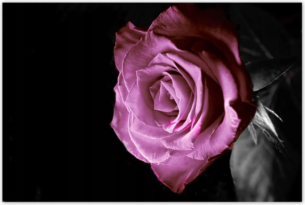 Plakátok 120x80 Lila rózsa