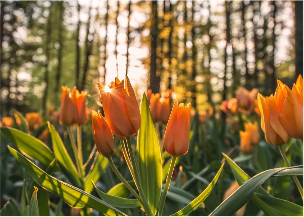 Narancssárga tulipán képe (üvegen) (70x50 cm)