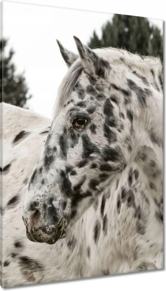 Vászonkép 80x120 Almás ló