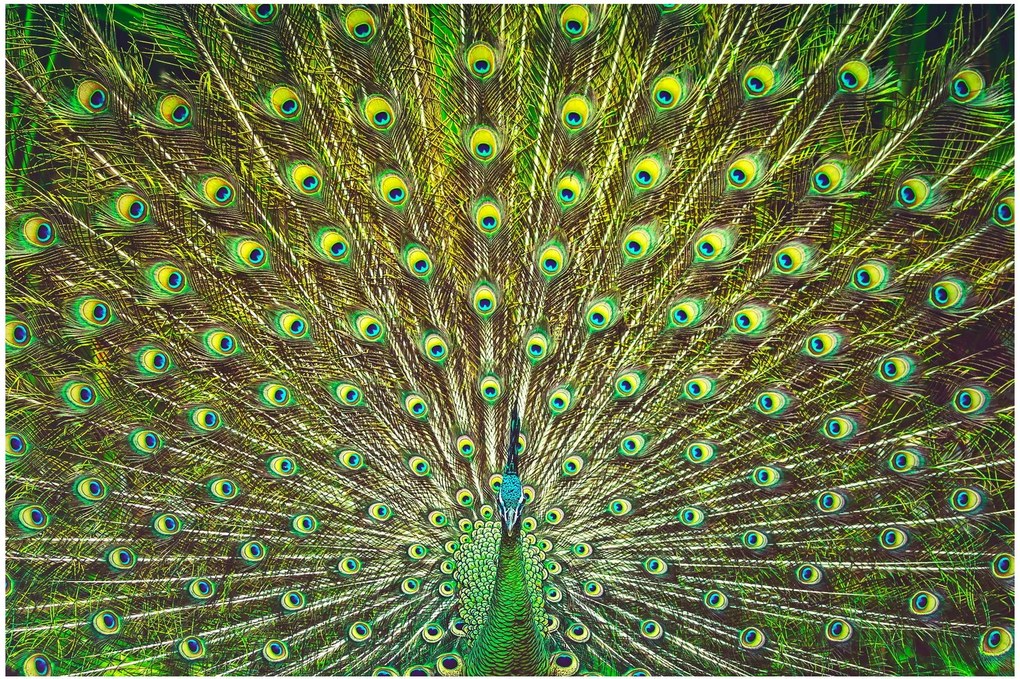 Kép - Páva (90x60 cm)