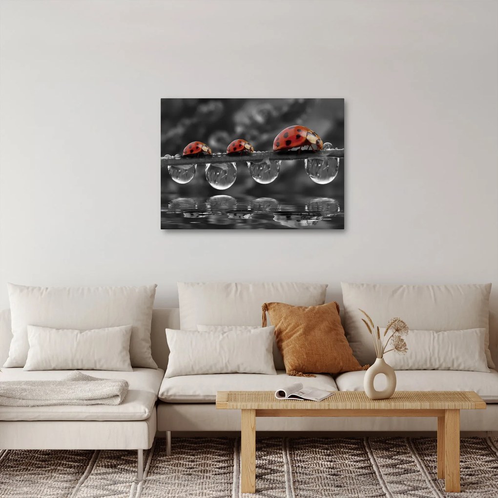 Kép - Napraforgó, fekete-fehér (70x50 cm)