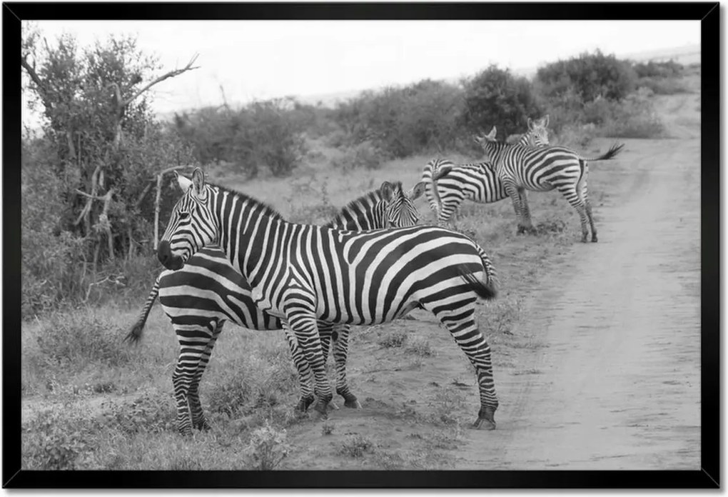 Poszterek keretben 60x40 Zebra