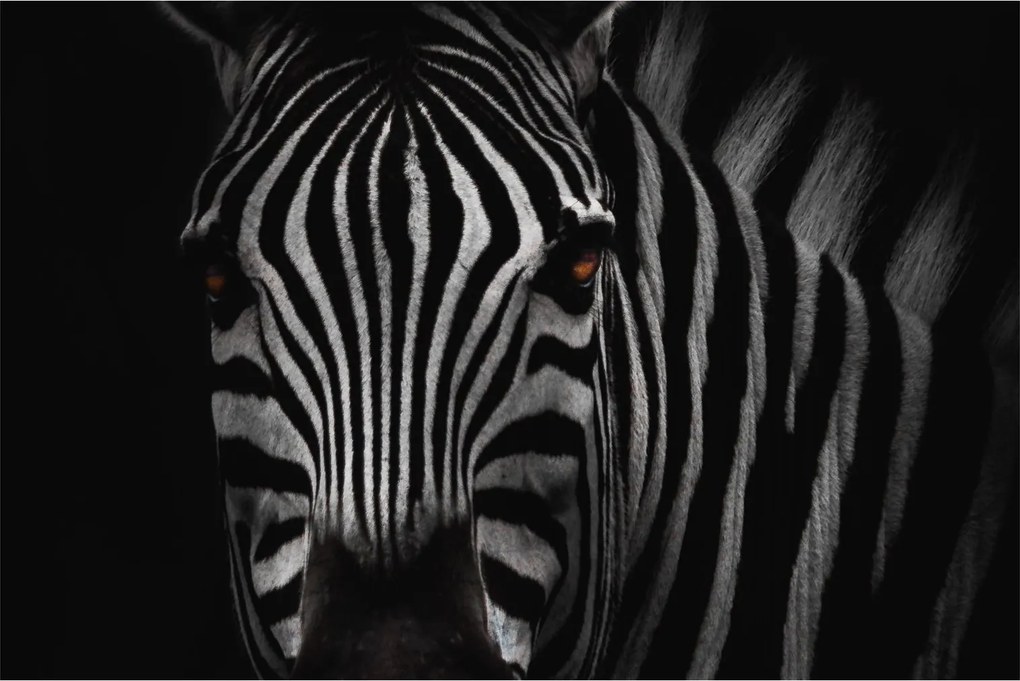 Zebra képe (90x60 cm)