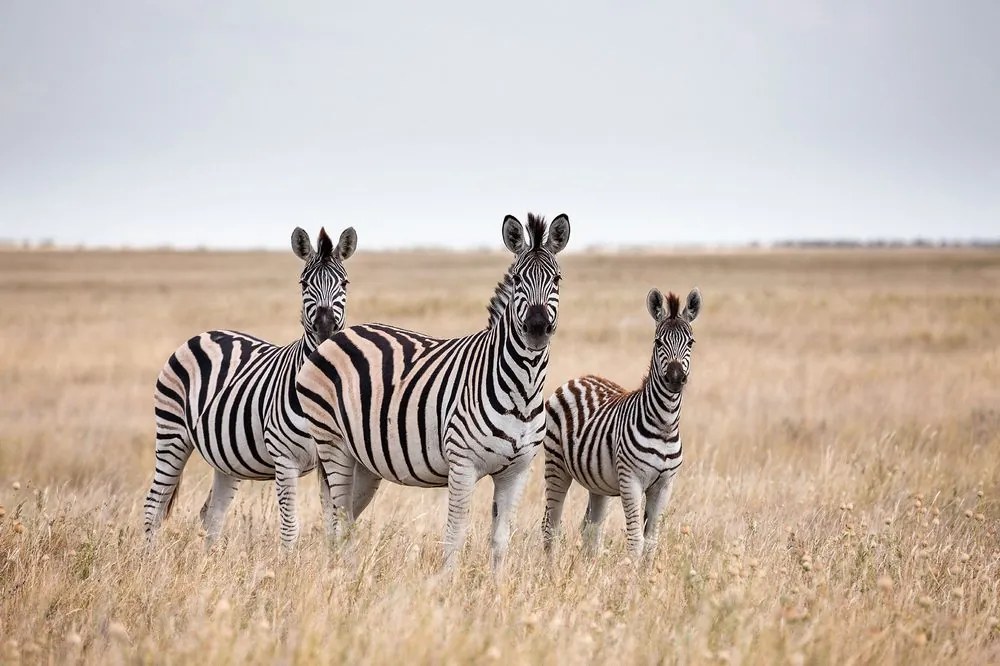 Öntapadó fotótapéta három zebra a szavannán