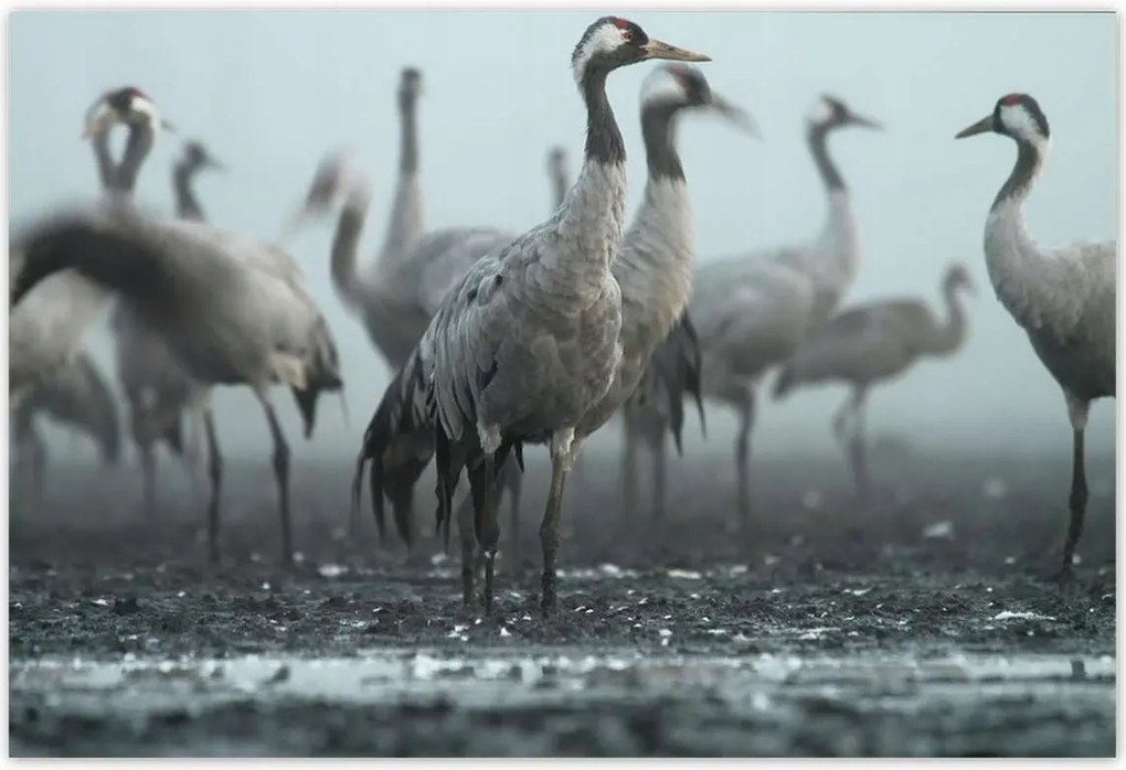 Poszterek 155x105 Darvak a ködben