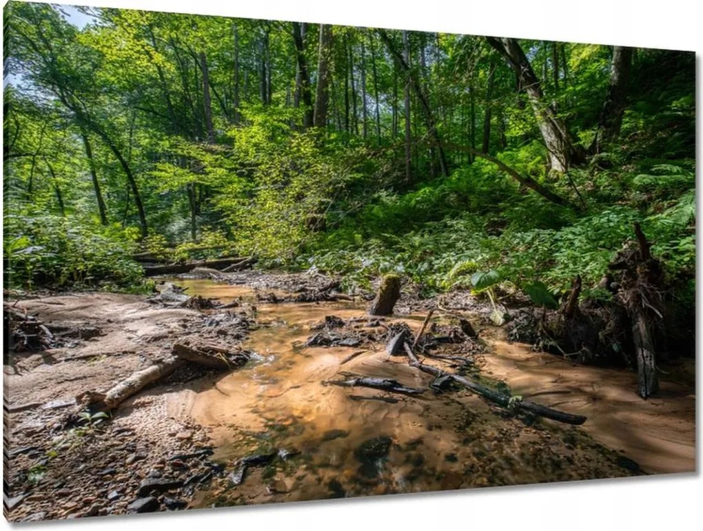 Festmények 120x80 Folyó Trópusi erdő