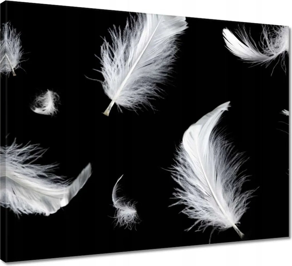 Vászonkép 50x40 Fehér lehulló tollak