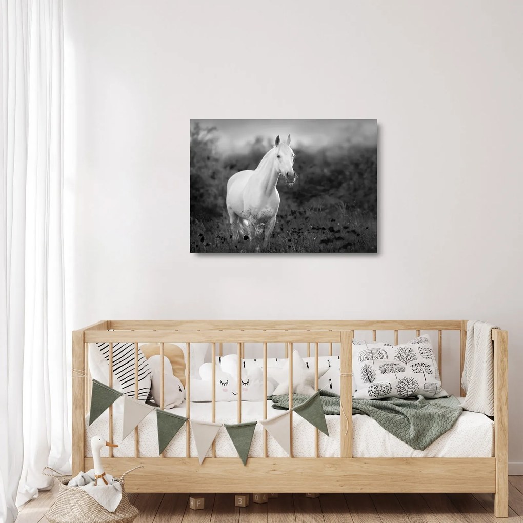 Egy fehér ló képe egy réten, fekete-fehér (üvegen) (70x50 cm)