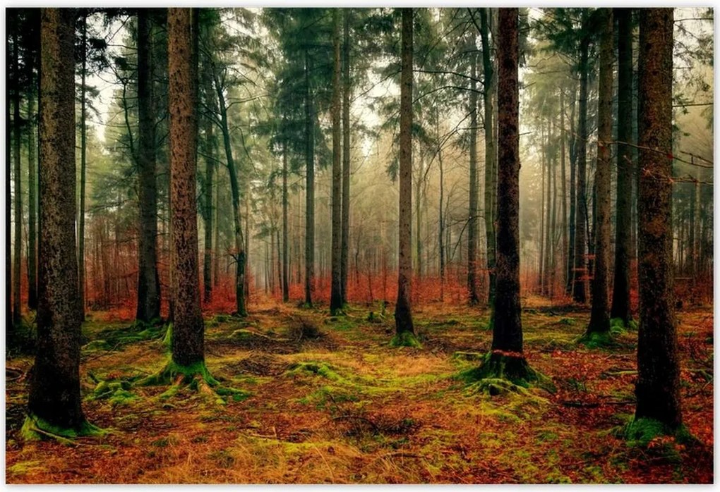 Poszterek 155x105 Erdei táj Kilátás