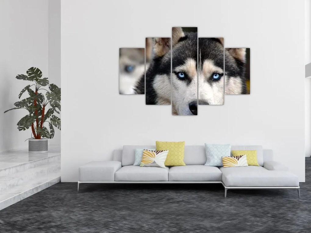 Husky kutya kép (150x105 cm)