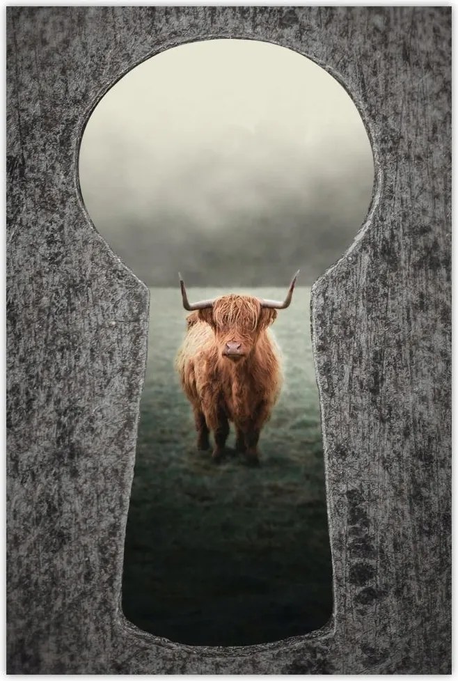 Poszterek 40x60 Skót szőrös tehén