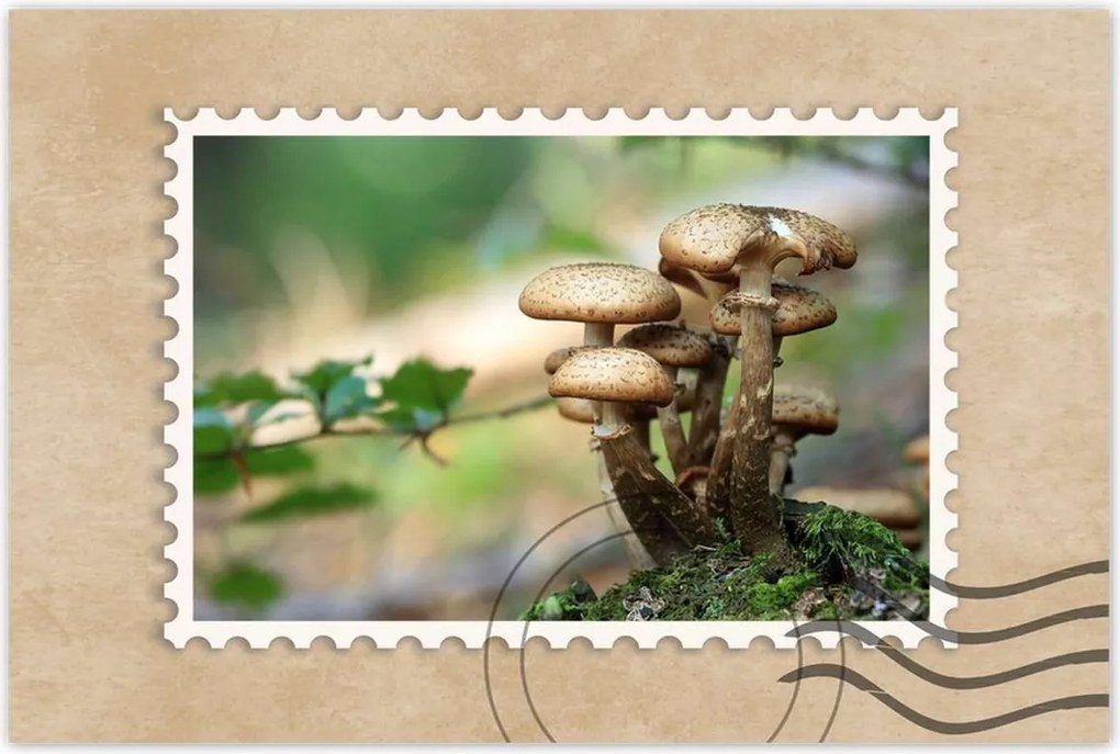 Poszterek 120x80 Gomba az erdőben Közelkép