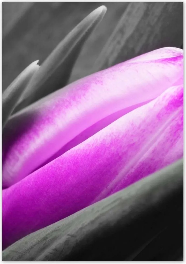 Poszterek 70x100 Lila tulipán