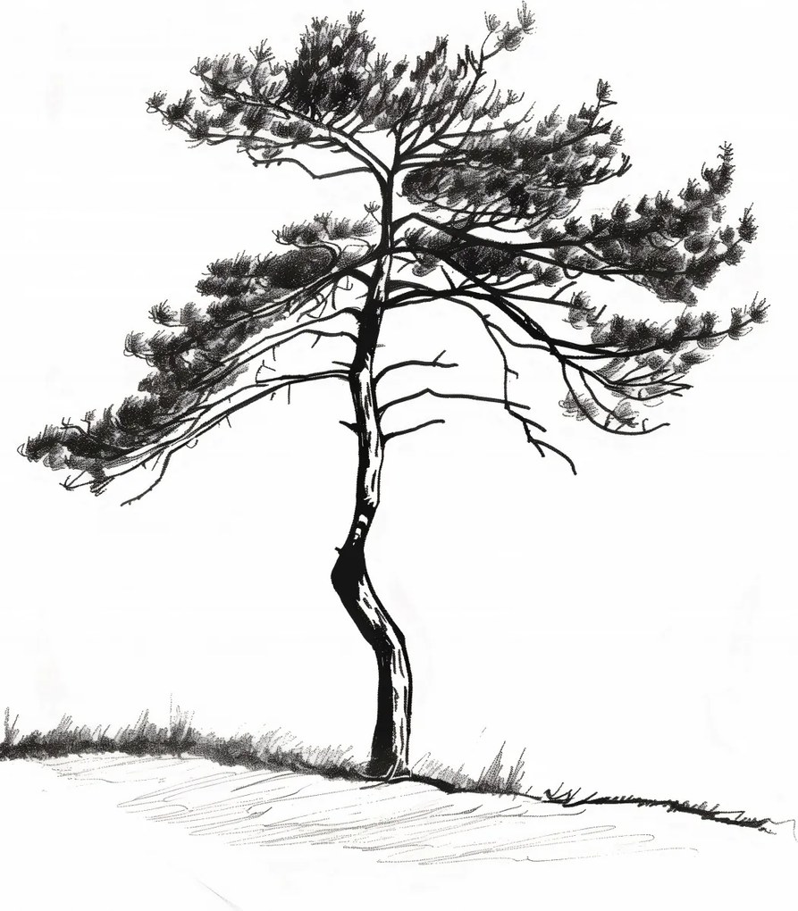 Poszter 39,5x55cm Magányos fenyő