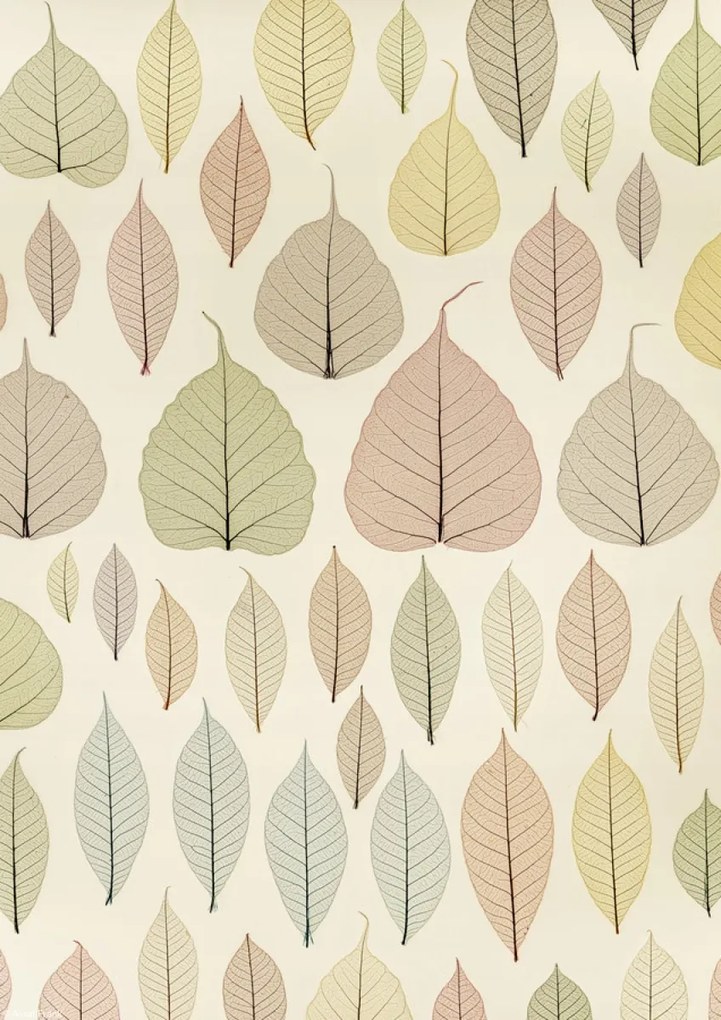 Poszter 21x29,7cm Csontváz levelek, Assaf Frank