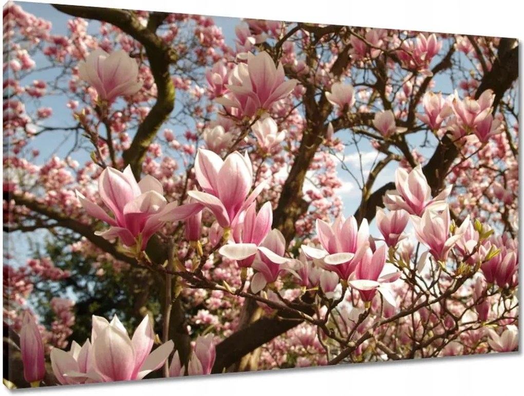 Vászonkép 90x60 Magnólia Virágok Kék